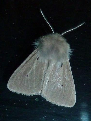 Diaphora mendica